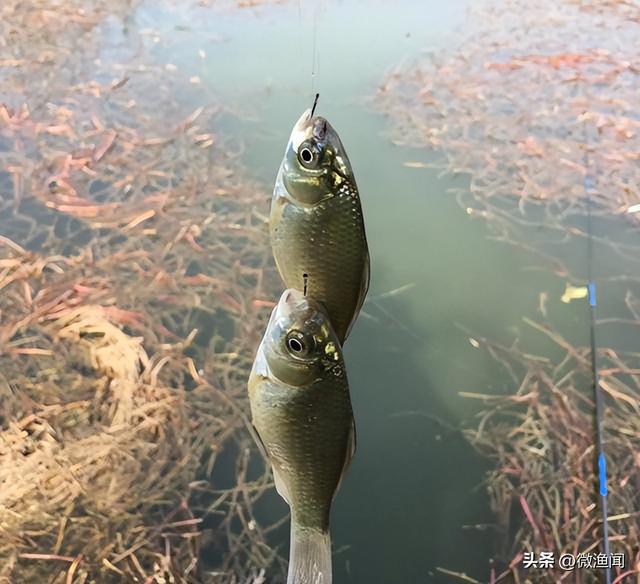廊坊釣魚(yú)網(wǎng)最新魚(yú)訊，探索魚(yú)類(lèi)的奧秘與釣魚(yú)的樂(lè)趣